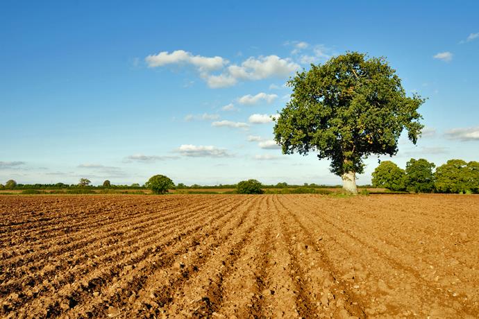 Come pu un campo essere seminato se  ancora tutto pieno di erbacce?